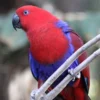 Red Sided Eclectus For Sale