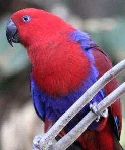 Red Sided Eclectus For Sale