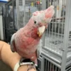Rose Breasted Cockatoo For Sale
