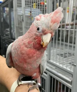 Rose Breasted Cockatoo For Sale