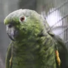Buy Scaly-Naped Amazon Online