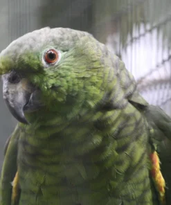 Buy Scaly-Naped Amazon Online