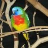 Buy Scarlet-Chested Parrot Online