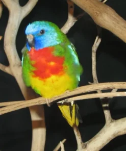 Buy Scarlet-Chested Parrot Online
