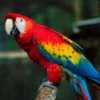 Buy Scarlet Macaw Online
