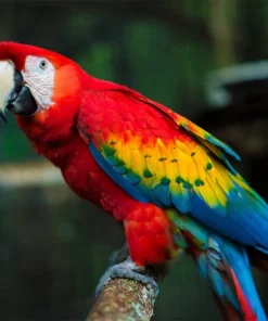 Buy Scarlet Macaw Online