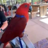 Buy Solomon Island Eclectus Online