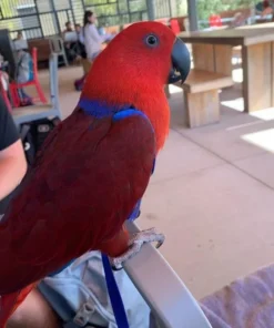 Buy Solomon Island Eclectus Online