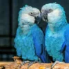 Spixs Macaw For Sale