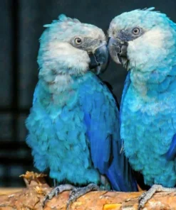 Spixs Macaw For Sale