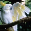Buy Sulphur Crested Cockatoo Online
