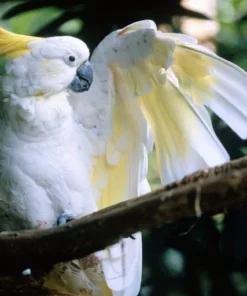 Buy Sulphur Crested Cockatoo Online