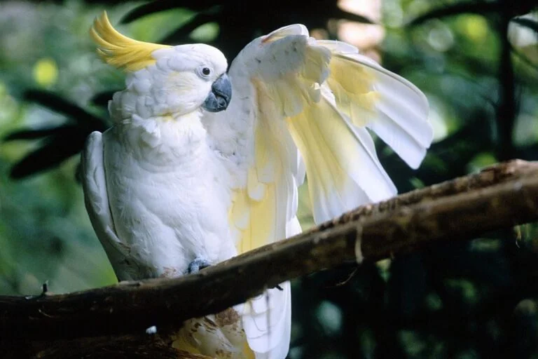 Buy Sulphur Crested Cockatoo Online