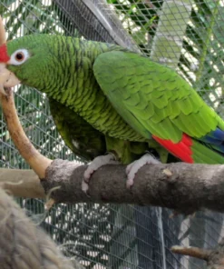 Tucumán Amazon For Sale