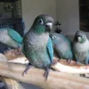 Buy Turquoise Green Cheek Conure Online
