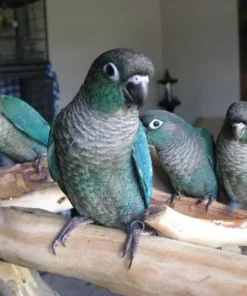 Buy Turquoise Green Cheek Conure Online