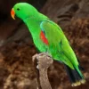 Buy Vosmaers Eclectus Online