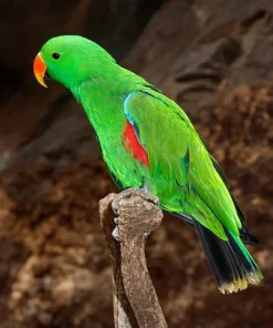 Buy Vosmaers Eclectus Online