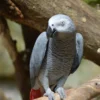 Buy Alpha African Grey