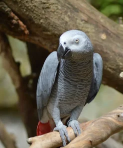 Buy Alpha African Grey