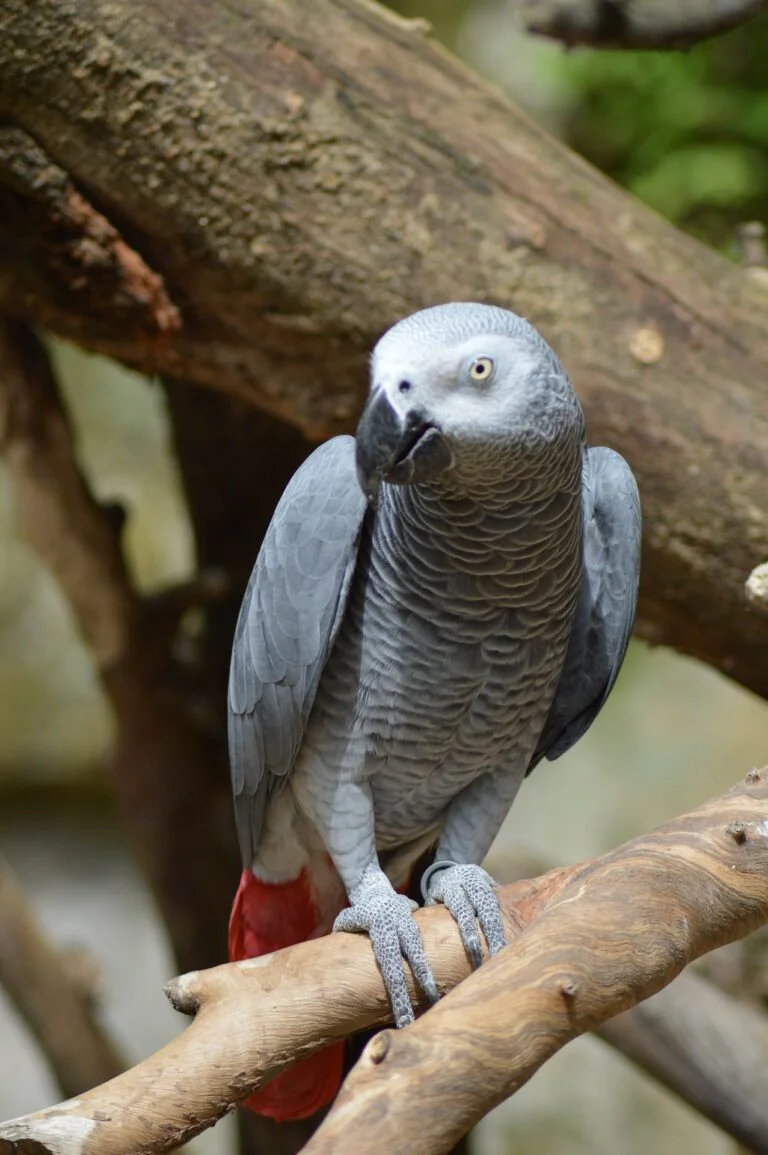 Buy Alpha African Grey