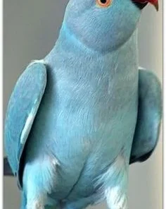 Indian Ringnecks parakeet For Sale