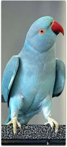 Indian Ringnecks parakeet For Sale