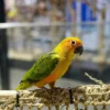 Sun Conure For Sale