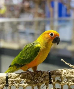 Sun Conure For Sale