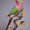 Princess Parrot For Sale