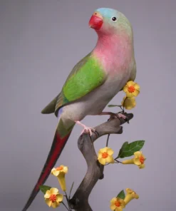 Princess Parrot For Sale