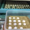 Buy African Grey Parrot Eggs Online