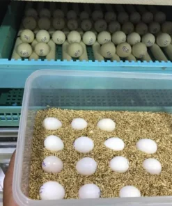Buy African Grey Parrot Eggs Online