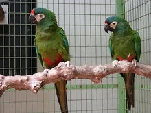 Blue-Winged Macaw For Sale