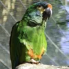 Blue-Winged Macaw For Sale