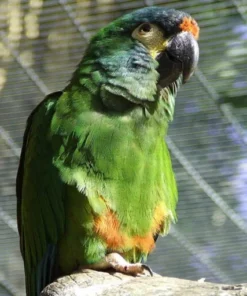 Blue-Winged Macaw For Sale