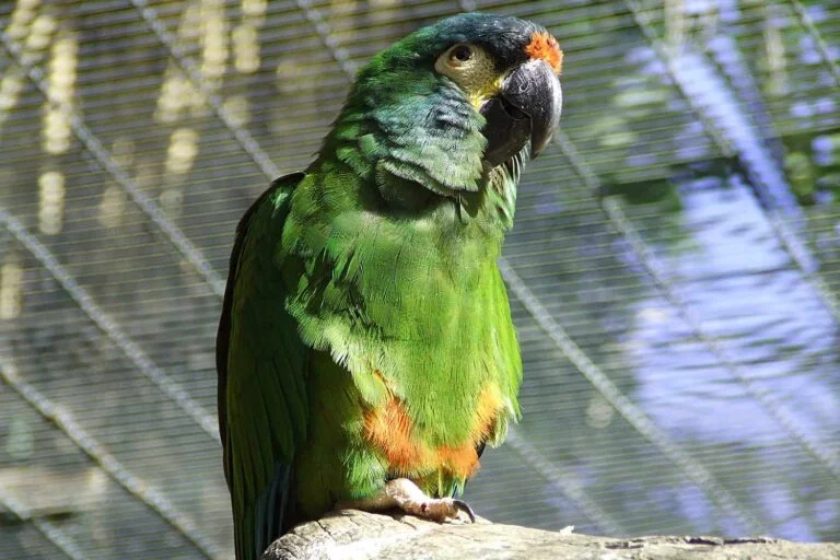 Blue-Winged Macaw For Sale