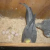 Cockatiel Eggs (Fertile) For Sale