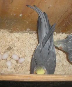 Cockatiel Eggs (Fertile) For Sale