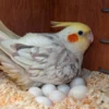 Buy Cockatoo Eggs Online