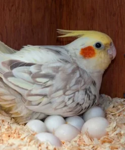Buy Cockatoo Eggs Online