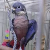 Buy Dusky Pionus Online