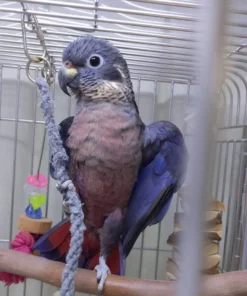 Buy Dusky Pionus Online