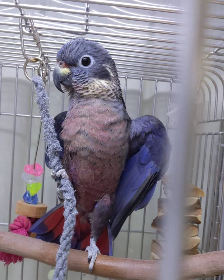 Buy Dusky Pionus Online