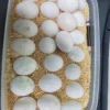 Macaw Parrot Eggs For Sale