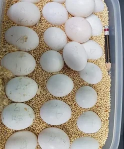 Macaw Parrot Eggs For Sale