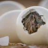 Buy Ostrich Eggs (Fertile) Online