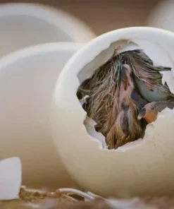 Buy Ostrich Eggs (Fertile) Online
