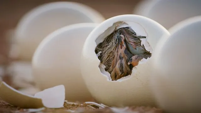 Buy Ostrich Eggs (Fertile) Online