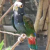White Capped Pionus For Sale